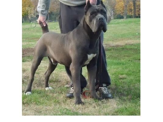 CANE CORSO